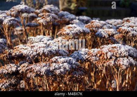 Raureif auf auffällige Fetthenne (Hylotelephium spectabile) Stockfoto