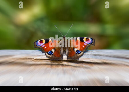 Schmetterling Tagpfauenauge auf einem Baumstamm Stockfoto