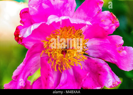 Ein großes rosa Blüte im Sommer Stockfoto