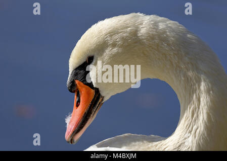 Schwan auf einem Teich Stockfoto