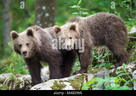Europäische Braunbär (Ursus arctos arctos), zwei junge Geschwister, Region Notranjska, Slowenien Stockfoto