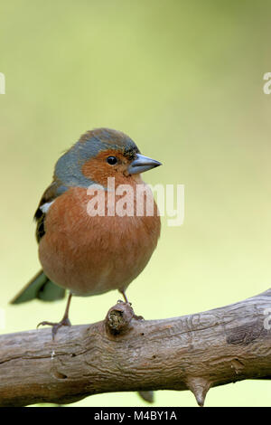 Buchfink auf einem Ast Stockfoto
