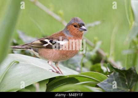 Buchfink im Garten Stockfoto