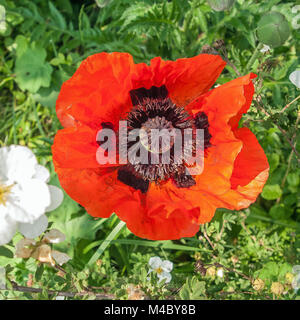 Wide Open red poppy Stockfoto