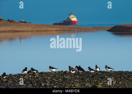 Austernfischer (Haematopus ostralegus) an Donmouth lokale Naturschutzgebiet, Aberdeen Stockfoto