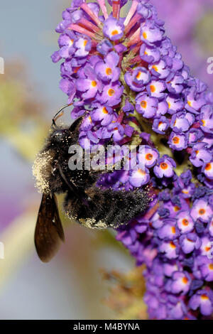 Violett carpenter Bee Stockfoto