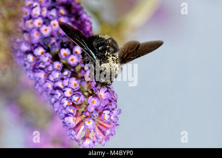 Violett carpenter Bee Stockfoto