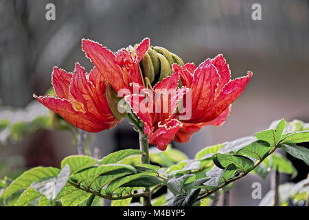 African Tulip Tree, Spathodea campanulata, Afrika Stockfoto