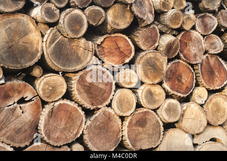 Schneiden Sie trockenes Brennholz Eiche Stockfoto