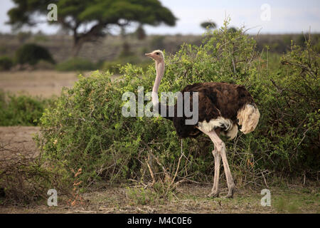 Strauß auf Savanne. Amboseli Nationalpark in Kenia Stockfoto