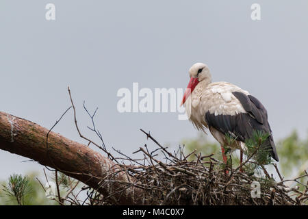 Storch Stockfoto