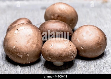 Braune Pilze auf grauem Hintergrund - Close up Stockfoto