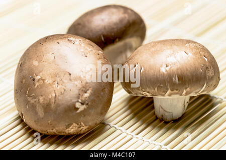 Braune Pilze auf Bambus - Close up Stockfoto