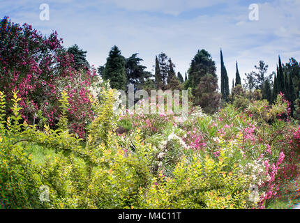 Im Arboretum der blühenden Büschen der Oleander. Stockfoto