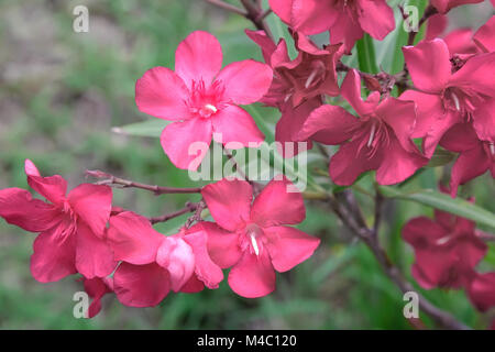 Schönes blühende rosa Oleander Busch in der Sonne.. Stockfoto