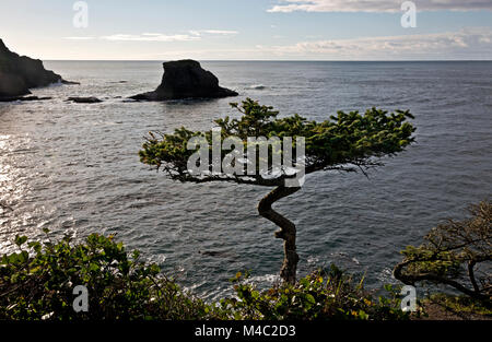 WA 13441-00 ... WASHINGTON - Twisted und verwitterten Baum auf der Landspitze am Cape Flattery mit Blick auf den Pazifischen Ozean. Stockfoto