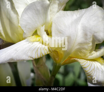 Im Garten, blassen gelbe Schwertlilien blühen. Stockfoto