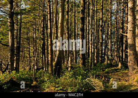 WA 13449-00 ... WASHINGTON - am späten Nachmittag im dichten Wald am Rande des Pazifischen Ozeans auf Cape Flattery. Stockfoto