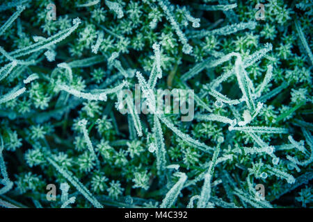 Frosty Gras im WInter Stockfoto