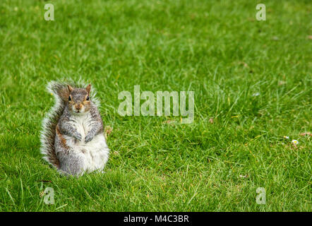 Eichhörnchen in einem Gras Stockfoto