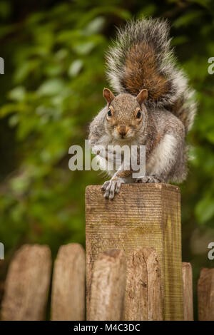 Eichhörnchen auf dem Zaun Stockfoto