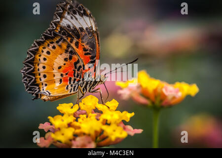 Florfliege Schmetterling auf einer Blume Stockfoto