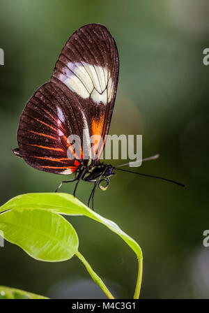 Postbote Schmetterling auf einem Blatt Stockfoto