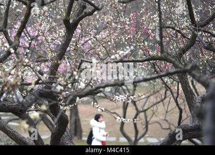 Wuhan, Hubei Provinz Chinas. 15 Feb, 2018. Ein Mädchen genießt die Aussicht auf wintersweet Blumen an Donghu Park in Wuhan, Zentralchina Provinz Hubei, Feb 15, 2018. Credit: Cheng Min/Xinhua/Alamy leben Nachrichten Stockfoto