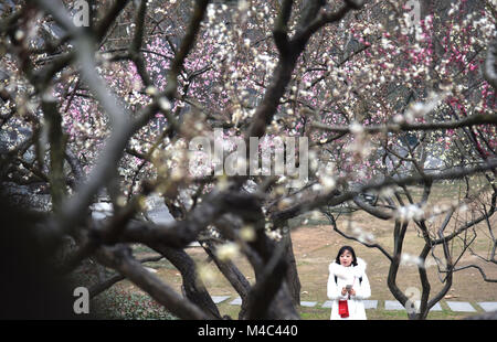 Wuhan, Hubei Provinz Chinas. 15 Feb, 2018. Ein Mädchen genießt die Aussicht auf wintersweet Blumen an Donghu Park in Wuhan, Zentralchina Provinz Hubei, Feb 15, 2018. Credit: Cheng Min/Xinhua/Alamy leben Nachrichten Stockfoto