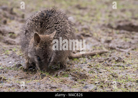 Manor Wildlife Park, St. Florence, Tenby, Pembrokeshire, Großbritannien. 15 Feb, 2018. Ein schlammiges baby Wallaby sucht nach Essen heute. Credit: Andrew Bartlett/Alamy leben Nachrichten Stockfoto