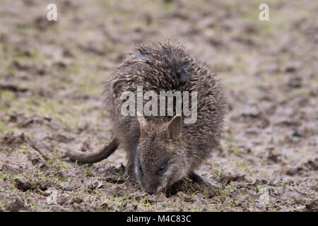 Manor Wildlife Park, St. Florence, Tenby, Pembrokeshire, Großbritannien. 15 Feb, 2018. Ein schlammiges baby Wallaby sucht nach Essen heute. Credit: Andrew Bartlett/Alamy leben Nachrichten Stockfoto