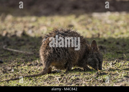 Manor Wildlife Park, St. Florence, Tenby, Pembrokeshire, Großbritannien. 15 Feb, 2018. Ein schlammiges baby Wallaby sucht nach Essen heute. Credit: Andrew Bartlett/Alamy leben Nachrichten Stockfoto