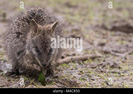 Manor Wildlife Park, St. Florence, Tenby, Pembrokeshire, Großbritannien. 15 Feb, 2018. Ein schlammiges baby Wallaby sucht nach Essen heute. Credit: Andrew Bartlett/Alamy leben Nachrichten Stockfoto