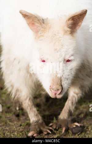 Manor Wildlife Park, St. Florence, Tenby, Pembrokeshire, Großbritannien. 15 Feb, 2018. Ein schlammiges Albino Wallaby sucht nach Essen heute in der Sonne. Credit: Andrew Bartlett/Alamy leben Nachrichten Stockfoto