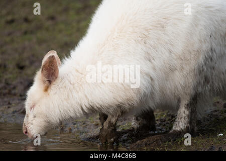 Manor Wildlife Park, St. Florence, Tenby, Pembrokeshire, Großbritannien. 15 Feb, 2018. Ein schlammiges Albino Wallaby sucht nach Essen heute in der Sonne. Credit: Andrew Bartlett/Alamy leben Nachrichten Stockfoto