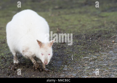 Manor Wildlife Park, St. Florence, Tenby, Pembrokeshire, Großbritannien. 15 Feb, 2018. Ein schlammiges Albino Wallaby sucht nach Essen heute in der Sonne. Credit: Andrew Bartlett/Alamy leben Nachrichten Stockfoto