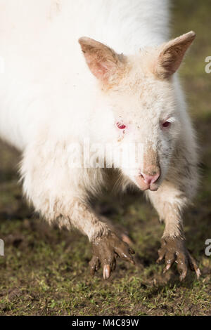 Manor Wildlife Park, St. Florence, Tenby, Pembrokeshire, Großbritannien. 15 Feb, 2018. Ein schlammiges Albino Wallaby sucht nach Essen heute in der Sonne. Credit: Andrew Bartlett/Alamy leben Nachrichten Stockfoto