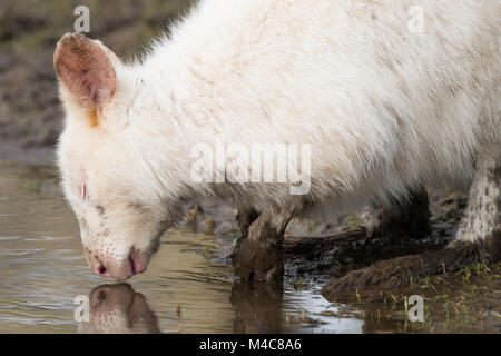 Manor Wildlife Park, St. Florence, Tenby, Pembrokeshire, Großbritannien. 15 Feb, 2018. Ein schlammiges Albino Wallaby sucht nach Essen heute in der Sonne. Credit: Andrew Bartlett/Alamy leben Nachrichten Stockfoto