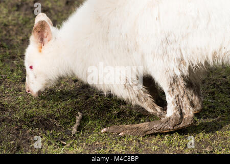 Manor Wildlife Park, St. Florence, Tenby, Pembrokeshire, Großbritannien. 15 Feb, 2018. Ein schlammiges Albino Wallaby sucht nach Essen heute in der Sonne. Credit: Andrew Bartlett/Alamy leben Nachrichten Stockfoto