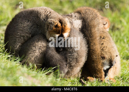 Manor Wildlife Park, St. Florence, Tenby, Pembrokeshire, Großbritannien. 15. Februar 2018. UK Wetter: Eine rote Fassade Lemur Familie kuscheln zusammen in der Sonne heute. Credit: Andrew Bartlett/Alamy leben Nachrichten Stockfoto