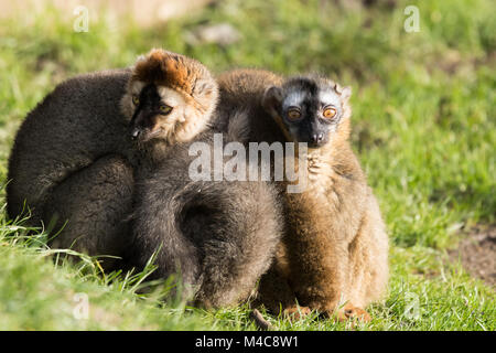 Manor Wildlife Park, St. Florence, Tenby, Pembrokeshire, Großbritannien. 15. Februar 2018. UK Wetter: Eine rote Fassade Lemur Familie kuscheln zusammen in der Sonne heute. Credit: Andrew Bartlett/Alamy leben Nachrichten Stockfoto