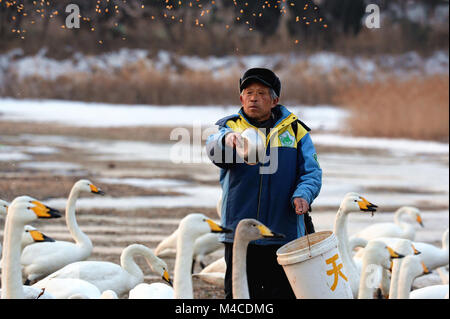 (180216) - jinan, Februar 16, 2018 (Xinhua) - Yuan Xueshun feeds Schwäne im Feuchtgebiet der Swan Lake in Chengshan Stadt Rongcheng, Provinz Shandong, China, 14.02.2018. Yuan Xueshun, betitelt als "WAN-Guard", hat himeself zum Schutz der Schwäne gewidmet ist seit über 40 Jahren. Er hat mehr als 1.000 kranke oder verletzte Schwäne gerettet und verhindern werden konnte mehr als 1.000 Me (66,67 ha) der Feuchtgebiete zerstört werden seit 1975. Dank der Bemühungen von Menschen wie Yuan, den Schwanensee in Rongcheng ist ein idealer Lebensraum für Schwäne im Winter geworden. (Xinhua / Feng Jie) (mp) Stockfoto