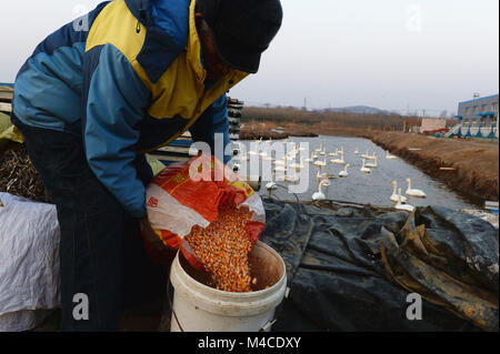 (180216) - jinan, Februar 16, 2018 (Xinhua) - Yuan Xueshun bereitet Essen für Schwäne in Chengshan Stadt Rongcheng, Provinz Shandong, China, 14.02.2018. Yuan Xueshun, betitelt als "WAN-Guard", hat himeself zum Schutz der Schwäne gewidmet ist seit über 40 Jahren. Er hat mehr als 1.000 kranke oder verletzte Schwäne gerettet und verhindern werden konnte mehr als 1.000 Me (66,67 ha) der Feuchtgebiete zerstört werden seit 1975. Dank der Bemühungen von Menschen wie Yuan, den Schwanensee in Rongcheng ist ein idealer Lebensraum für Schwäne im Winter geworden. (Xinhua / Feng Jie) (mp) Stockfoto