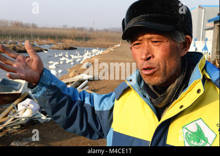 (180216) - jinan, Februar 16, 2018 (Xinhua) - Yuan Xueshun erzählt seine Geschichte der Verfütterung von Schwänen in Chengshan Stadt Rongcheng, Provinz Shandong, China, 14.02.2018. Yuan Xueshun, betitelt als "WAN-Guard", hat himeself zum Schutz der Schwäne gewidmet ist seit über 40 Jahren. Er hat mehr als 1.000 kranke oder verletzte Schwäne gerettet und verhindern werden konnte mehr als 1.000 Me (66,67 ha) der Feuchtgebiete zerstört werden seit 1975. Dank der Bemühungen von Menschen wie Yuan, den Schwanensee in Rongcheng ist ein idealer Lebensraum für Schwäne im Winter geworden. (Xinhua / Feng Jie) (mp) Stockfoto