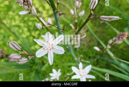 Asphodelus aestivus Pflanze in Blüte am Berghang auf Gran Canaria, Kanarische Inseln, Spanien Stockfoto