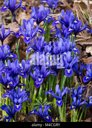 Iris reticulata, fing Iris oder golden fing Iris, Frühling Blütenstand im Botanischen Garten der Universität in Oslo, Norwegen Stockfoto
