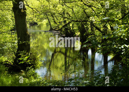 Bäume am Ufer entlang des Flusses Nidd in Pateley Bridge, Nidderdale, North Yorkshire, England, UK. Stockfoto