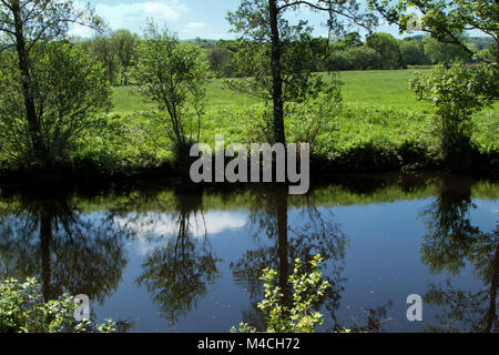 Frühling am Ufer des Flusses Nidd entlang der Nidderdale, Pateley Bridge, North Yorkshire, England, UK. Stockfoto