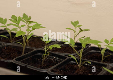 Die sämlinge eine Tomate Marzano' in schwarz kunststoff Töpfe Stockfoto