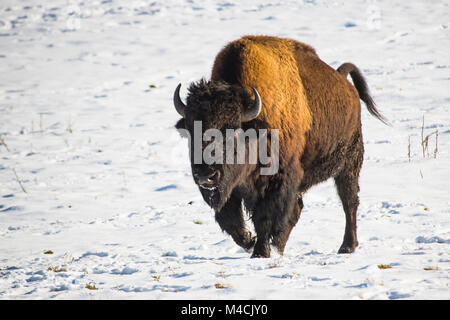 Amerikanische Bison (Bison bison), Captive, Deutschland Stockfoto